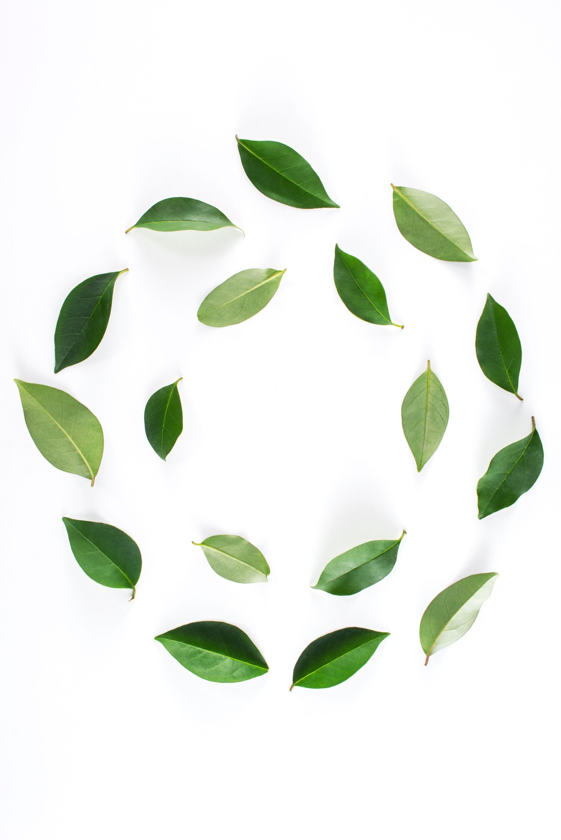 Tea leaves