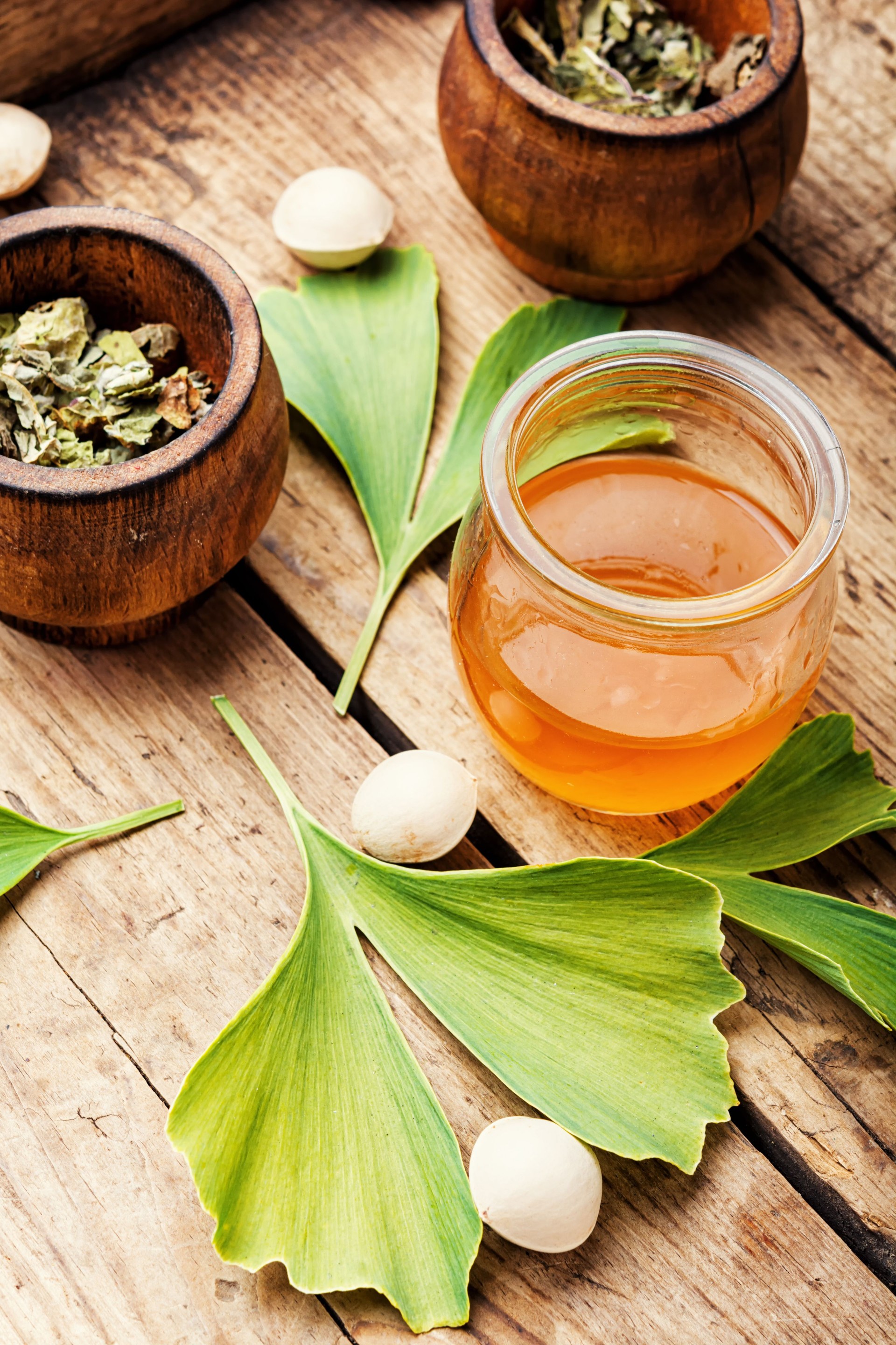 Ginkgo biloba in herbal medicine